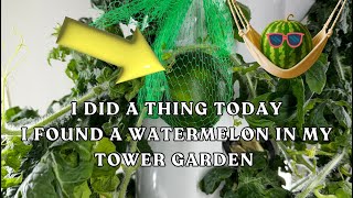 Hidden Giant! My First Watermelon Needs a Hammock 🍉 | Tower Garden Surprise #garden #towergarden