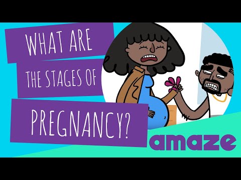 What Are The Stages Of Pregnancy?