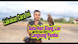 Download lagu melatih elang bk(black kite),agar bisa soaring#3 mp3