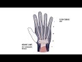 Flexor Tendon Injury & Anatomy Explained Zones, Anatomy, Diagnosis & Treatment