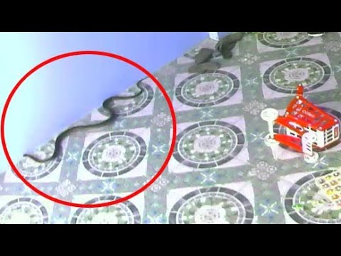 Viral Video: King Cobra Tries To Follow Child Indoors In Hair-Raising Video