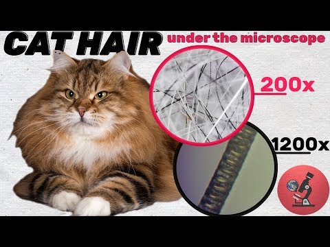 CAT HAIR UNDER THE MICROSCOPE 100x - 1400x