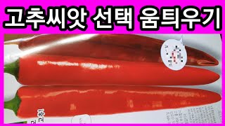 고추종자,고추씨앗 발아 했습니다 고추모종 고추농사 고추재배 귀농귀촌