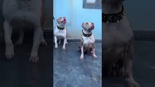 2 Big Pitbull Dog  Brother 😈 #shorts #dog #dogs #new