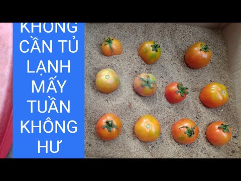 , title : 'Cách bảo quản cà chua tươi lâu mà không cần tủ lạnh# thúy Long An vlog'