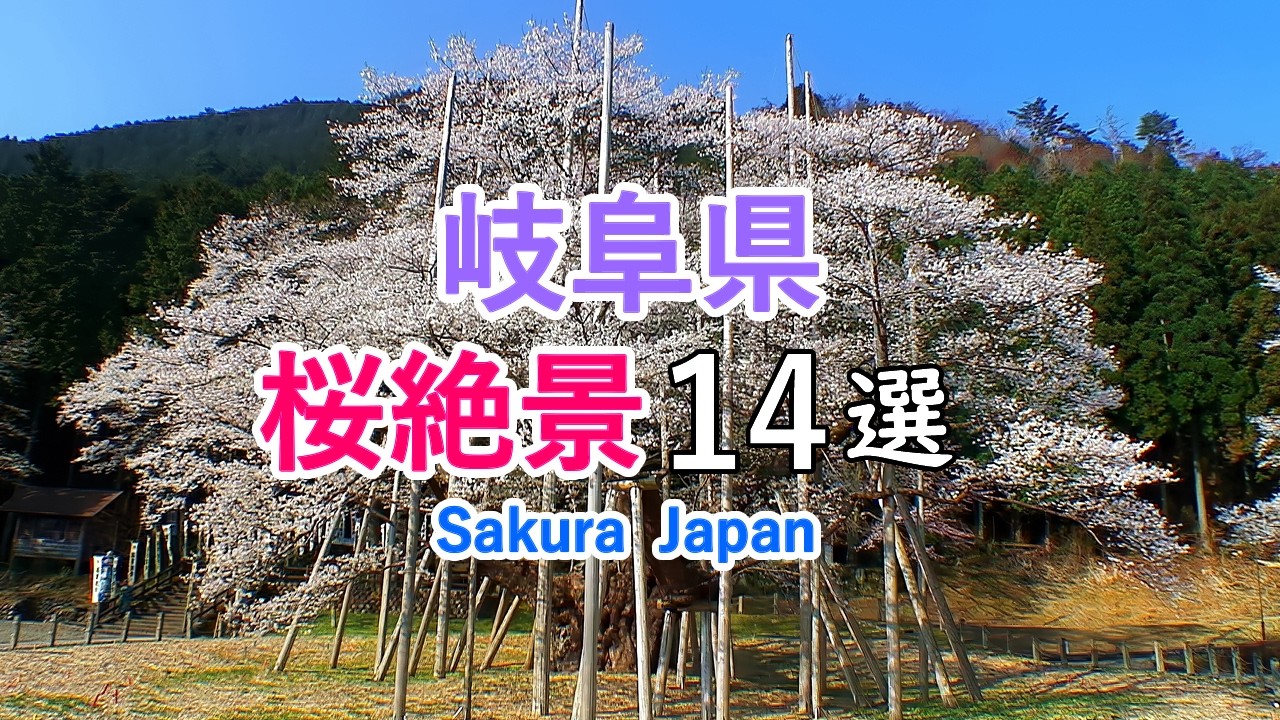 【お花見ガイド】岐阜県の桜絶景ベスト14選！ / 淡墨桜・岐阜公園・新境川・飛騨高山など / Best 14 Cherry Blossom Viewing Spots in Gifu, Japan