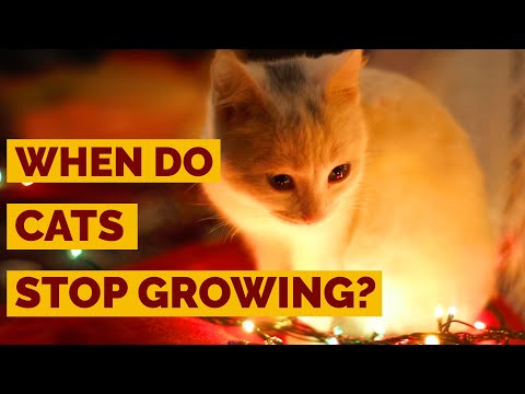 When Do Cats Stop Growing ? | How Big Will Your Cat Get ?