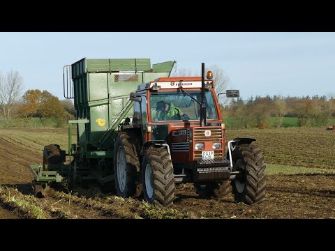 FIAT 110-90 Harvesting Sugar Beets - Sugar Beet Harvest 2024