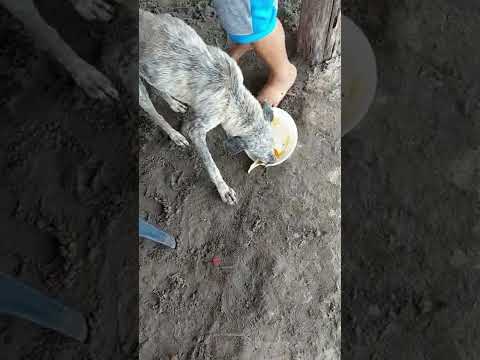 dándole de comer a los peritos de la calle ellos se lo merecen