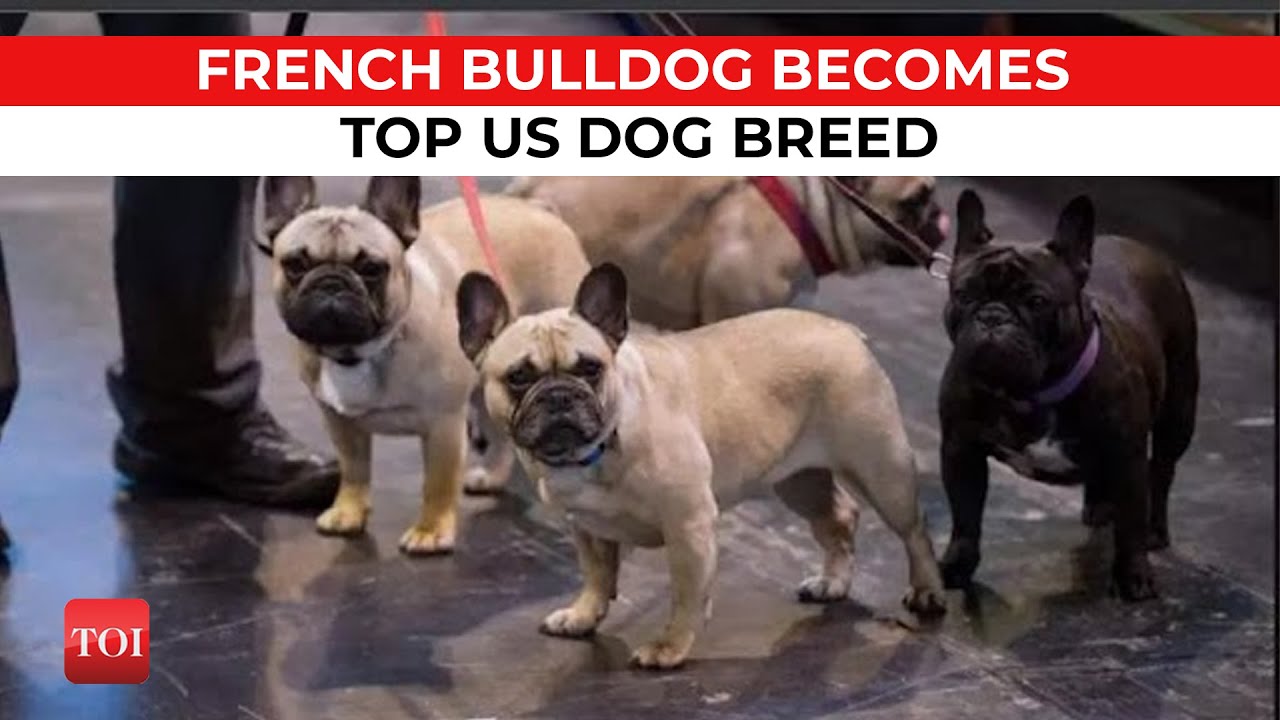 French bulldog becomes top US dog breed