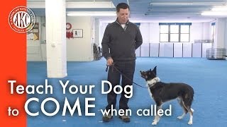 Teach Your Dog to Come When Called