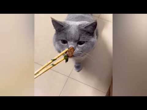 Funny Cats And Dogs Videos Funniest Animal Videos 2023