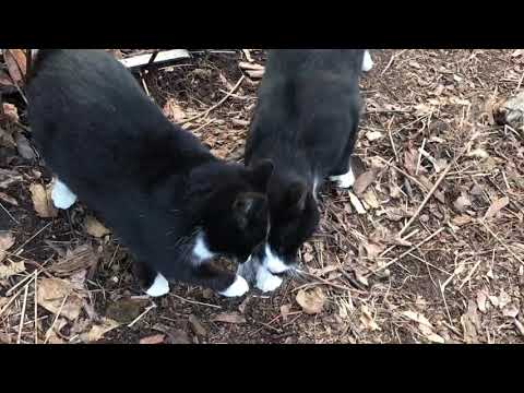 Cats Bunting Heads and AlloRubbing in Feral Colony