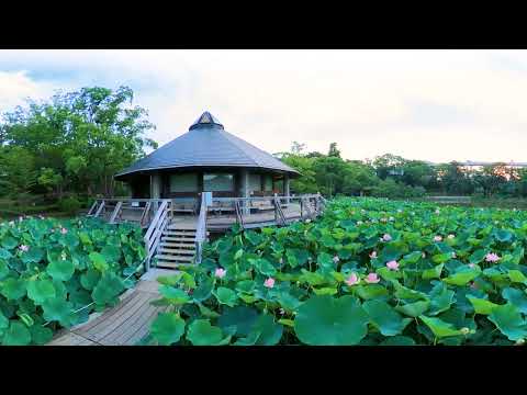 空からながめるオオガハス　360°動画