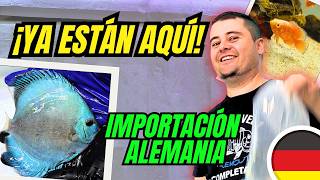 🔴🇩🇪¡POR FIN! El vídeo de peces de Alemania que no queríamos que vieras ayer... 📦