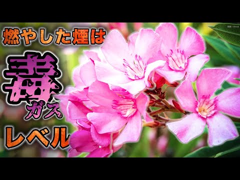 キョウチクトウの開花のヒント 水やりのメンテナンス 肥料の剪定