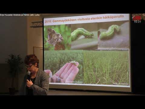 11 Kasvinsuojelun haasteet palkokasveilla, Erja Huusela-Veistola ja Heikki Jalli, Luke