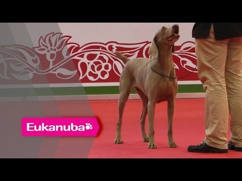 World Dog Show 2013 - Group VII Judging