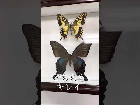 タテハチョウについて詳しく解説