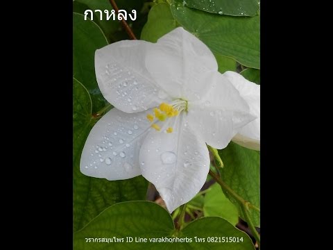 ต้นกาหลง สมุนไพรลดความดันโลหิต ร้านวรากรสมุนไพร ID Line varakhonherbs โทร 0821515014