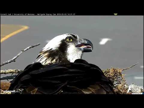 Congratulations Iris and Lewis on egg #3 5-3-18