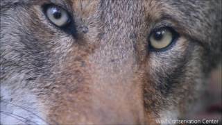 Red Wolf Eyes