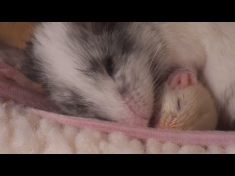 Toby gives Sky a Bath - she really needs one :)