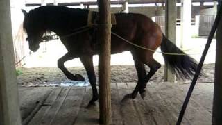 preview picture of video 'caballo bailador el Gitanoi'
