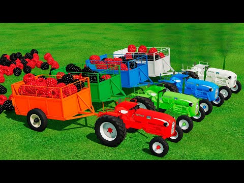 RASPBERRIES LOAD WITH TATRA TRUCKS & TRANSPORTATION BUCHER TRACTORS - Farming Simulator 22