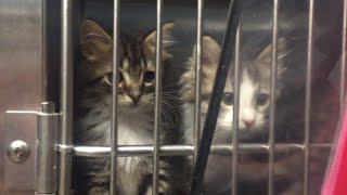 Here's how to get free kittens in Charlotte