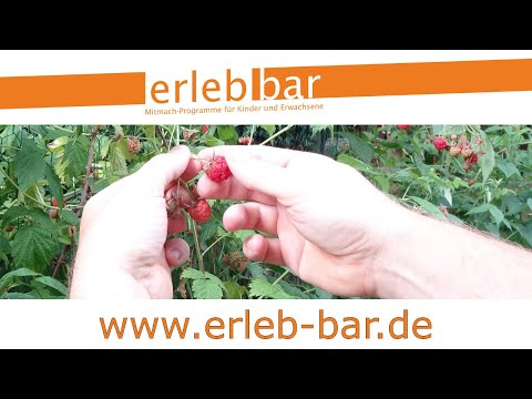 Kleines ABC der Erntehilfen – Himbeeren ernten und verarbeiten