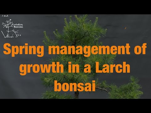 Spring management of growth in a Larch Bonsai