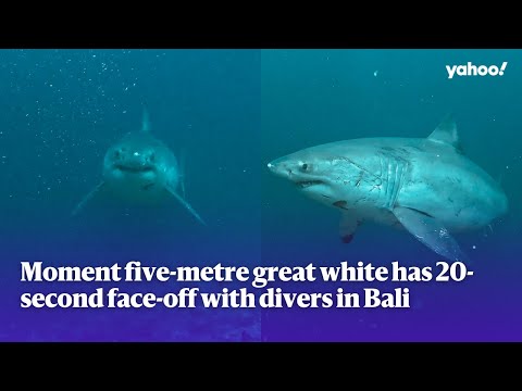 Moment five-metre great white has 20-second face-off with divers in Bali | Yahoo Australia