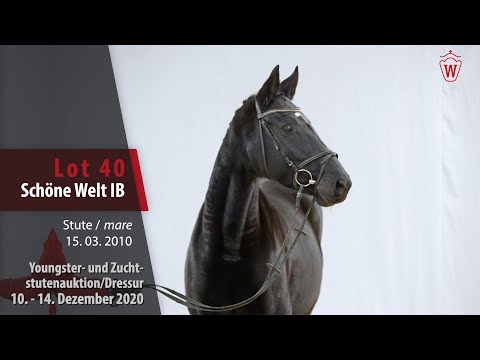 Youngster- und Zuchtstutenauktion/Dressur Lot 40 Schöne Welt IB Stute v. Show Star - Brentano II