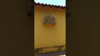 TREVISO 044