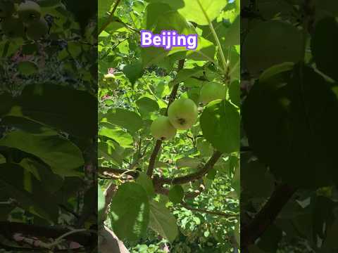 Apple tree at side walk in Beijing China #viral #shorts #trending #chinavlog #fruit #china
