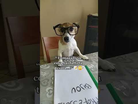 L'atmosfera in classe esami #jackrussell #fumagalli #esami  #professore