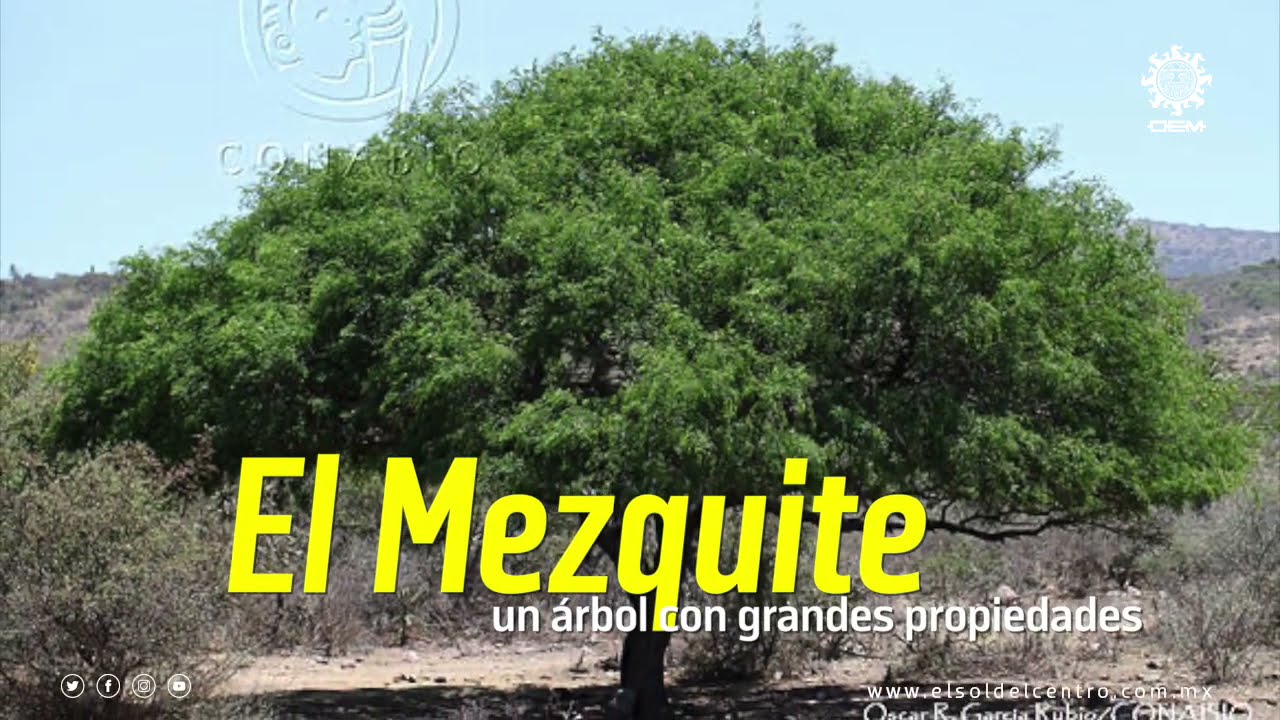 El mezquite; una árbol con grandes propiedades