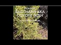 Evergreen Coyote bush San Diego native drought tolerant feeds pollinators