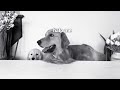 Dog Reviews Food With Baby Puppy In Black And White