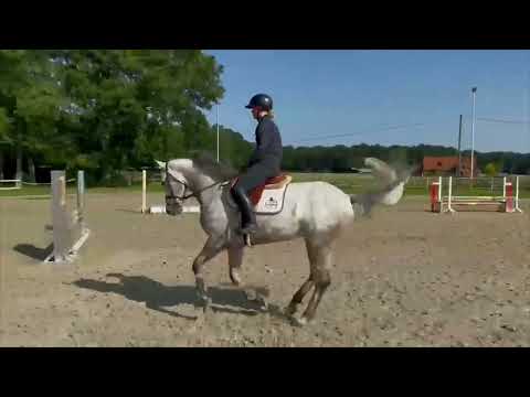 Condor video 1