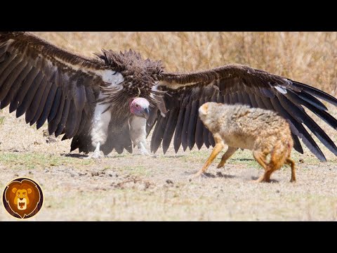 The 10 most dangerous birds in the world