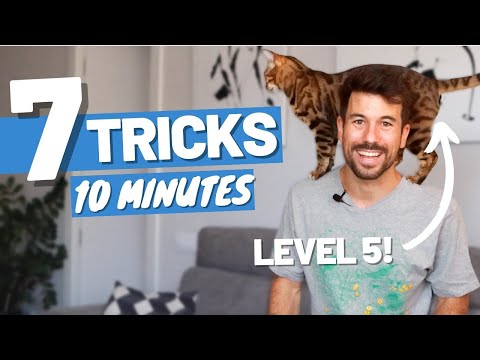 7 Levels of Cat Tricks Explained - From ZERO to HERO Cat Training