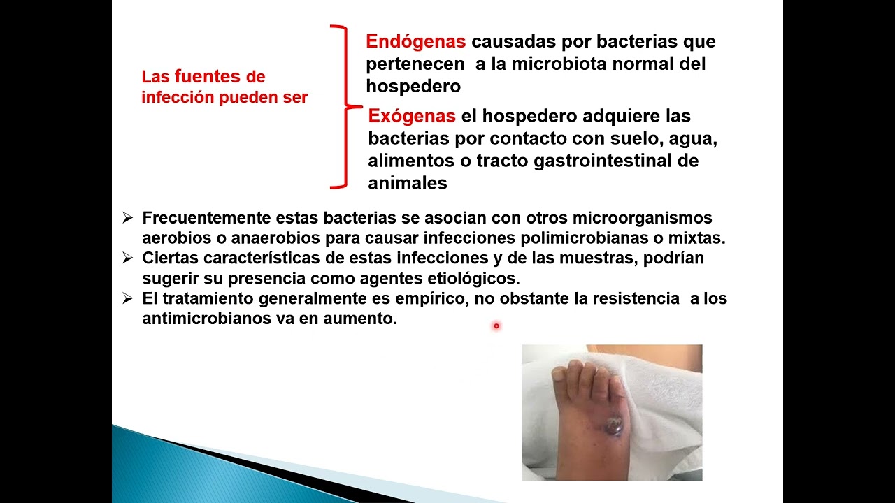 bacterias anaerobias