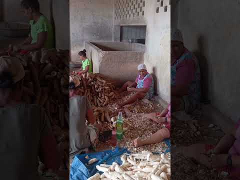 Dia de farinhada é Alto Bonito do Mundo Novo Bahia