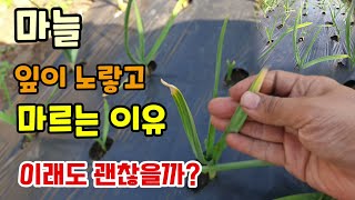 잘자라던 마늘 잎끝이 노랗고 마르는 이유 이래도 괜찮을까 마늘키우기