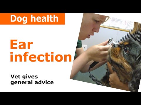 Dog Ear Infections - Vet Advice