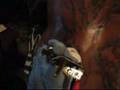 The Search for Immortality