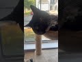 My Angry Tuxedo Cat Hissss Brava Mi Gata Shorts Gata Gatos