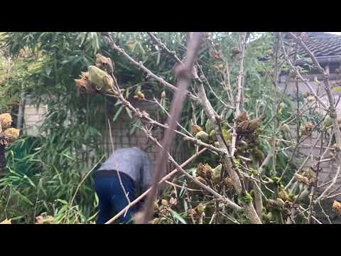 20 Jahre Rhizome Sperre !!!